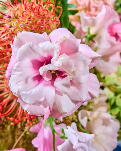 Curiosidad de las Indias florales