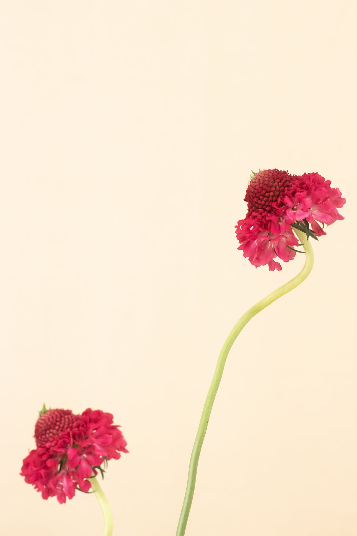 Composición floral inspirada en el Ikebana – curso corto de Clementina Flower School (3)