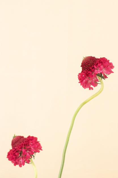 Composición floral inspirada en el Ikebana – curso corto de Clementina Flower School (3)