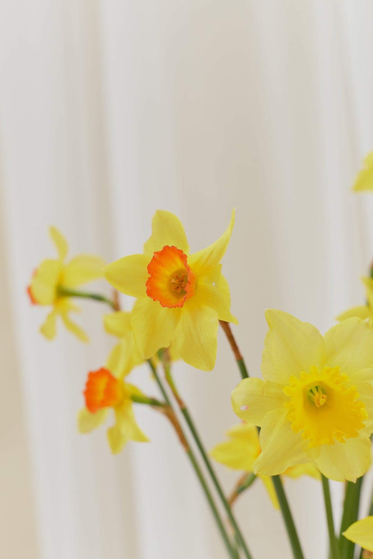 Reconocimiento de flores y follajes – curso corto de Clementina Flower School (5)