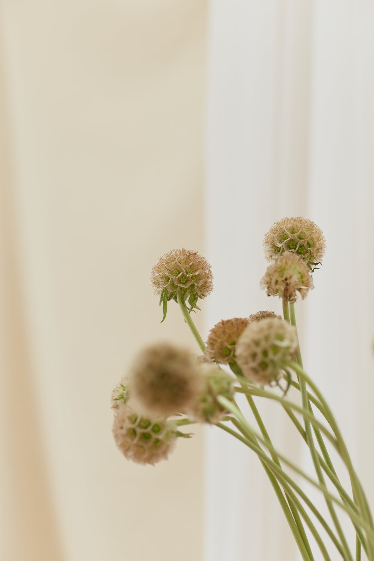 Reconocimiento de flores y follajes – curso corto de Clementina Flower School (8)